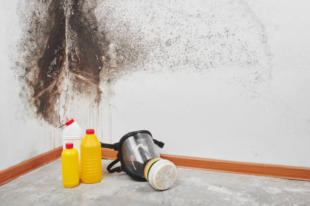 Professional Mold Removal in Homedale, ID
