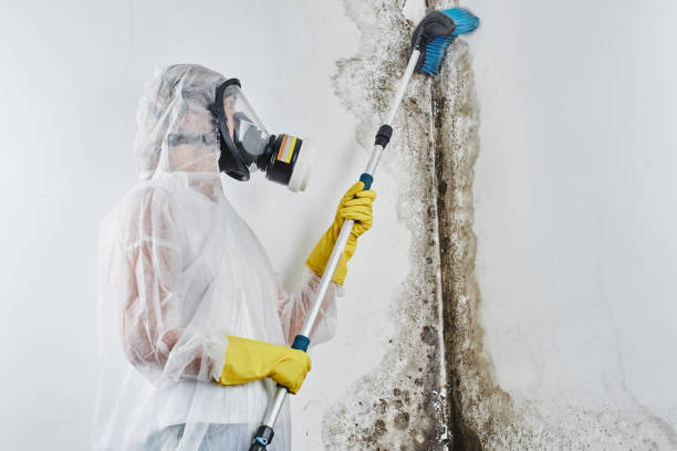 Best Professional Mold Removal  in Homedale, ID
