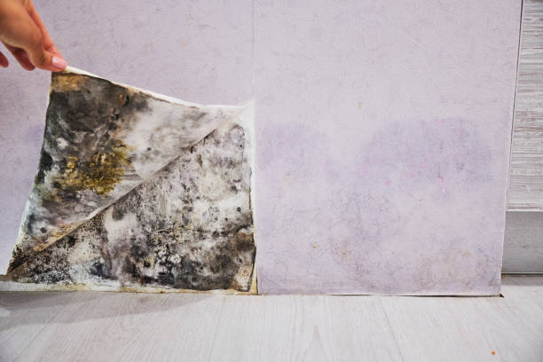 Best Certified Mold Removal  in Homedale, ID